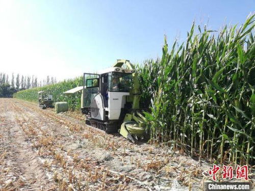 甘肅飼草裝備產業化提速，飼料生產邁向智能化新階段